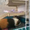 Two Female Piggy’s : Bubbles &amp;amp; Chunks