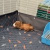Young male guinea pig looking for a new home