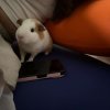 Rehoming 2 bonded male guinea pigs 9 mo.+2 yr
