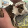 Young male guinea pig looking for a new home