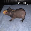 3 Male Hairless Guinea Pigs For Sale