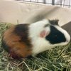 Young piggies looking for a home!