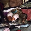 2 Female Guinea Pigs With Carrier