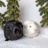 Momo - Female guinea pig age 4yrs