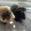 Father-Son Piggie Dynamic Duo!