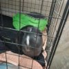 2 Males Guinea Pigs Need loving home0