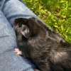 Two-month old brothers - Hand-raised