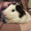 3 guineas: 2 female, 1 male New Pal area!