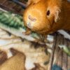 3 bonded male guinea pigs