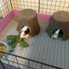 Pair of bonded male brothers guinea pigs
