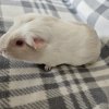 Hedwig, 3 year old female