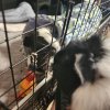 Ori &amp;amp; Yin (Bonded Males)