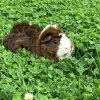 2 Friendly male guinea pigs in need of home