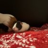 Baby Guinea pigs