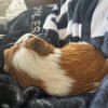 Adorable pair of guinea pigs - okc