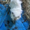 Two Male Guinea Pigs Rehome