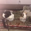Two male guinea pigs