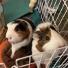 2 Male Guinea pigs ~2 years old