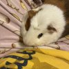 Bonded pair of male guinea pigs about 1 year