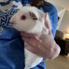 2 Bonded Female Guinea Pigs