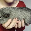 2 Male guinea pigs in need of a home!