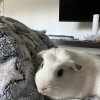 2 males under 1year old