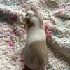 Female baby guinea pigs , shy but loving