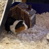 3 female guinea pigs + large loft cage