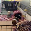 Rehoming a female trio as soon as possible.