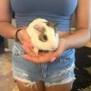 Adorable and sweet 2 month old guinea pig (bo