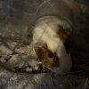 2 year old female and 5 week old male Guinea