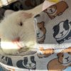 Momo - Female guinea pig age 4yrs