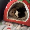 Two male guinea pigs