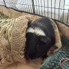 2 female guinea pigs with cage and supplies.