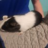 4 Female guinea pigs looking to rehome.