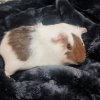 2 guinea pigs / 1 adult + 1 baby both girls