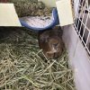 Chocolate &amp;amp; S&#039;mores looking for a loving home