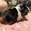 Los Angeles Female Guinea Pigs w/supplies