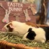Two Bonded Female Guinea Pigs