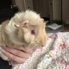 Female baby guinea pigs , shy but loving