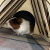 2 beautiful boy guinea pigs need rehoming