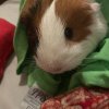 One female guinea pig looking for a home