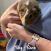 2 male 2 female bonded guineas