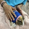 Guinea Pig need home moving and can’t keep hi