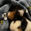 2 Bonded Female Guinea Pigs