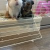 Two males with cage. Bonded duo.