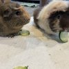 Solo &amp; Chewie 1