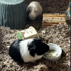 Re-homing two male guinea pigs !!