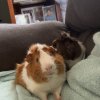 Rehome needed for two male guinea pigs