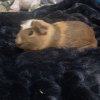 2 guinea pigs / 1 adult + 1 baby both girls